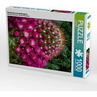 Calvendo Mammillaria backebergiana 1000 Teile Lege-Größe 48 x 64