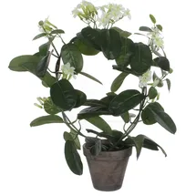Mica decorations Stephanotis in Topf polyester 50 cm Weiß