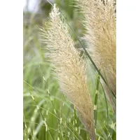 Pflanzen Für Dich Cortaderia selloana Pumila P 9