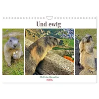 Calvendo Und ewig pfeift das Murmeltier (Wandkalender 2026 DIN