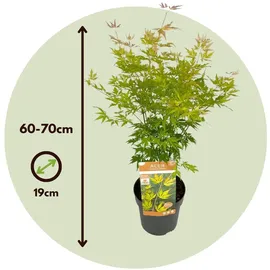 Plant in a Box Japanischer Ahorn - Acer palmatum Orange Lace' Höhe 60-70cm