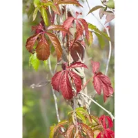 Pflanzen Für Dich Parthenocissus quinquefolia 'Engelmannii', Wilder Wein, 150–200