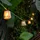 Newgarden LED Lichterkette Jute 8 m Weiß
