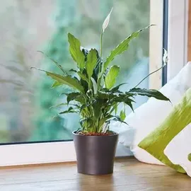 Seramis Pflanz-Granulat für Zimmerpflanzen 2,5 l