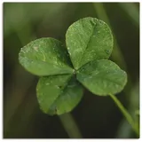 Artland Leinwandbild »Kleeblatt«, Blätter, (1 St.), auf Keilrahmen gespannt, grün