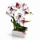 Kunstorchidee PASCH® Orchidee künstlich wie echt in Hochglanz-Keramiktopf Orchidee, PASCH, Hochglanz Keramiktopf