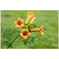 Pflanzen Für Dich Campsis tagliabuana 'Madame Galen', Trompetenblume, orange,