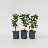 Plant in a Box - Flieder - 3er Set - Syringa Ludwig, Michel, Lemoine - Höhe 25-40cm - Topf 17cm