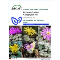 SAFLAX - Blühende Steine - Conophytum Mix - 40 Samen - Mix
