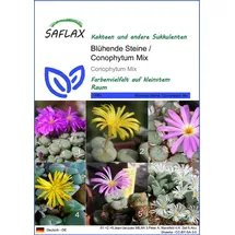 SAFLAX - Blühende Steine - Conophytum Mix - 40 Samen - Mix