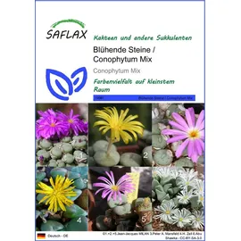 SAFLAX - Blühende Steine - Conophytum Mix - 40 Samen - Mix
