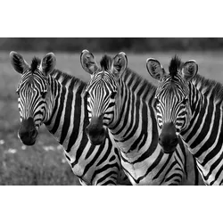 Fototapete PAPERMOON "Zebras Schwarz & Weiß", bunt, B:3,5m L:2,6m, Vlies, Tapeten