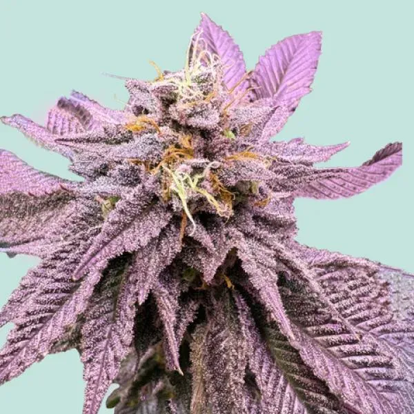Mainhattan Seeds Red Zkittelz 3 Samen
