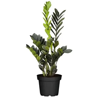 Piardino Glücksfeder 'Black Raven'  (Zamioculcas zamiifolia, Topfgröße: 14 cm)