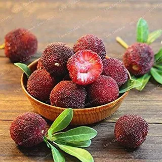 5 PCS Myrica Rubra Bonsai Chinesische Rote Bayberry Myrica Rubra Saftige saftige Frucht Pflanze Bonsai Süße Köstliches Waxberry Baum