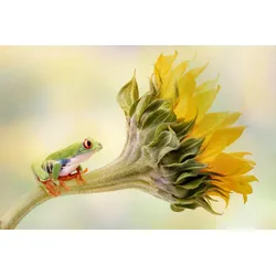 Fototapete PAPERMOON "LINDA D LESTER, ROTERÄUGIGER BAUMFROSCH AUF EINER SONNENBLUME", bunt, B:3,50m L:2,60m, Vlies, Tapeten