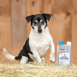 Ewalia Senior Fit Saft für Hunde 500 ml