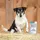 Ewalia Senior Fit Saft für Hunde 500 ml