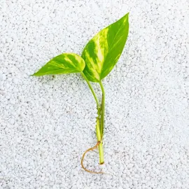 Gardenguru Perlite 125L für Pflanzen zur Bodenverbesserung Bauwesen Substrat ideal für Garten und Zimmerpflanzen