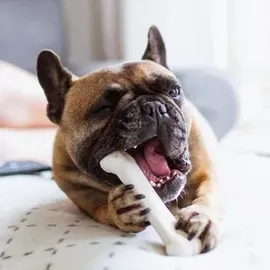 Nylabone Kauspielzeug für Hunde