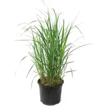 Plant in a Box - Reitgras - Calamagrostis 'Karl Foerster' - Höhe 40-60cm - Topf 23cm