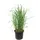 Plant in a Box - Reitgras - Calamagrostis 'Karl Foerster' - Höhe 40-60cm - Topf 23cm
