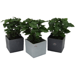 Dominik Zimmerpflanze Kaffee-Pflanzen, Höhe: 30 cm, 3 Pflanzen in Dekotöpfen grün