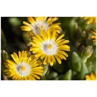 Pflanzen Für Dich Delosperma congestum 'Golden Nugget', Mittagsblume, gelb,