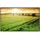 Papermoon Infrarotheizung Feld des frischen Getreides 600 W bunt