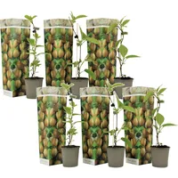 Plant in a Box Plant in a Box, Pflanzen,