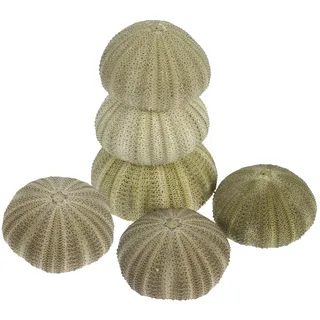 VICASKY Natürliche Seeigel Schalen Grün 6 Stück als Luftpflanzen Halter Hängend aus Urchin Shell für Vielseitige Deko zum Aufhängen und Meeresmotto Partydekoration im Selbstgemacht Heim