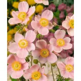 pflanzen-für-dich.de Pflanzen für Dich Staude Anemone hup. Ouvertüre, 1 St., Herbst-Anemone, Japanische Anemone rosa