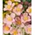 pflanzen-für-dich.de Pflanzen für Dich Staude Anemone hup. Ouvertüre, 1 St., Herbst-Anemone, Japanische Anemone rosa