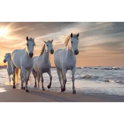 Fototapete PAPERMOON "PFERDE-CAMARGUE GALLOP STRAND MEER TIERE KÜSTE PROVENCE", bunt, B:5,00m L:2,80m, Vlies, Tapeten