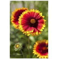 Pflanzen Für Dich Gaillardia x grandiflora 'Kobold', Kokardenblume, leuchtend