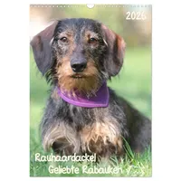 Calvendo Geliebte Rabauken - Rauhaardackel (Wandkalender 2026 DIN A3