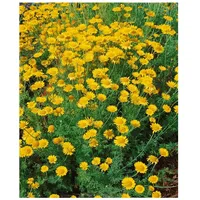 Pflanzen Für Dich Anthemis tinctoria 'Kelwayi', Färberkamille, gelb, ca.