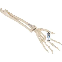 Handskelett Modell mit Unterarm, elastisch montiert - 3B Smart Anatomy