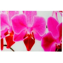 MCW Glasbild, Orchidee Multicolor