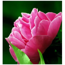 YODEYMA Seduccion Eau de Parfum 15 ml