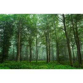 Papermoon Fototapete »Photo-Art LEIF LONDAL, BLICK AUF DEN Wald bunt