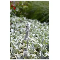 Pflanzen Für Dich Stachys byzantina 'Silver Carpet', Wollziest, silbrig,