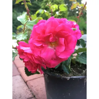 10x Bodendecker winterhart Bodendeckerrose Noatraum öfterblühend robust pink