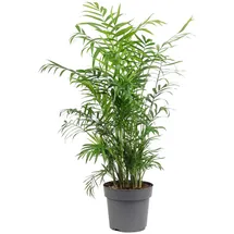 Flowerbox Bergpalme - pflegeleichte Zimmerpflanze Chamaedorea elegans - Höhe ca. 70 cm, Topf-Ø 17 cm