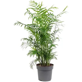 Flowerbox Bergpalme - pflegeleichte Zimmerpflanze Chamaedorea elegans - Höhe ca. 70 cm, Topf-Ø 17 cm