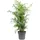 Flowerbox Bergpalme - pflegeleichte Zimmerpflanze Chamaedorea elegans - Höhe ca. 70 cm, Topf-Ø 17 cm