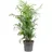 Flowerbox Bergpalme - pflegeleichte Zimmerpflanze Chamaedorea elegans - Höhe ca. 70 cm, Topf-Ø 17 cm