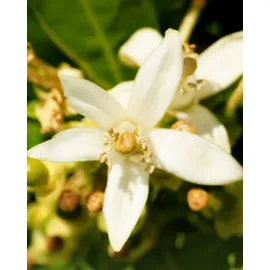 YODEYMA Iris Eau de Parfum 100 ml