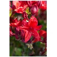 Pflanzen Für Dich Rhododendron luteum 'Royal Command', gelb, 30–40