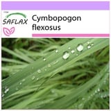 Saflax - Kräuter - Zitronengras - 50 Samen - Cymbopogon flexosus